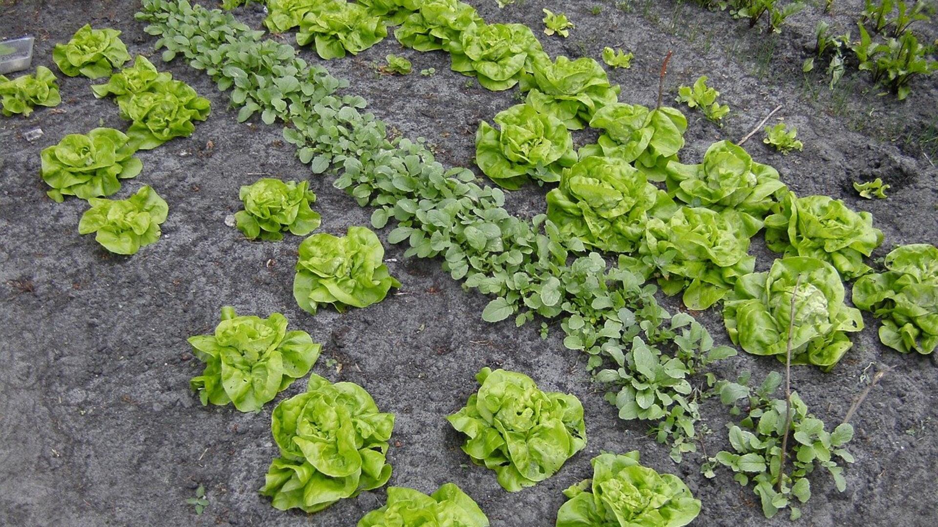 moestuin